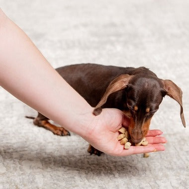 Dr. Marty Nature's Blend Freeze-Dried Raw Essential Wellness Dog Food 16oz - Poudre Pet and Feed Supply