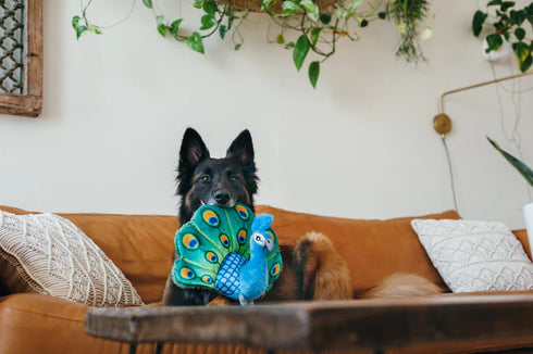 P.L.A.Y. Fetching Flock Percy The Peacock Dog Toy - Large