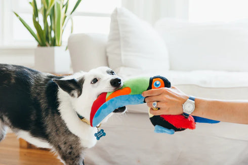P.L.A.Y. Fetching Flock Tito The Toucan Dog Toy - Large