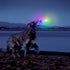 Niteize Flashlight Dog Discuit LED Flying Disc Dog Toy