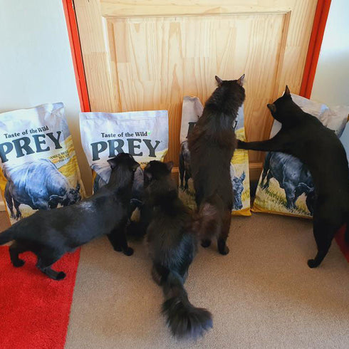 Taste of the Wild Prey Limited Ingredient Dry Cat Food - Angus Beef - 15lb Bag