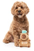 Fuzzyard Capy-CCino Plush Dog Toy