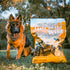 Taste of the Wild High Prairie Dry Dog Food - Roasted Bison & Venison - 14lb Bag