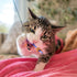 Giddy Kitty Purrsuits Dragonfly Cat Treat Toy