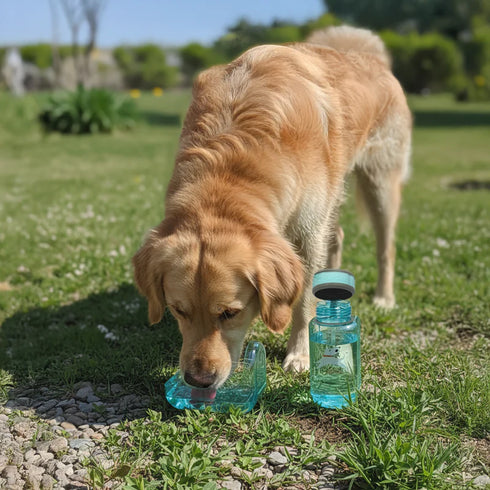 Olly Dog OllyBottle Dog Water Bottle - 600ml - Aqua Blue