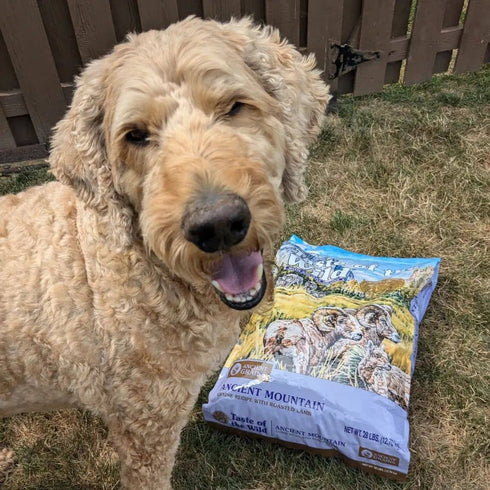 Taste of the Wild Ancient Mountain Dry Dog Food - Roasted Lamb - 14lb Bag