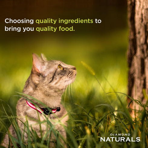 Diamond Naturals Wet Cat Food - Chicken - 5.5ooz Can