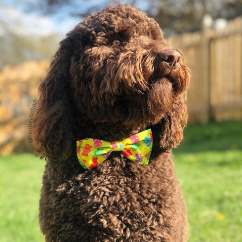 Huxley & Kent Bow Tie Large Gummy Bears