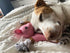 Territory 2-In-1 Dog Toy - Pig - 10"