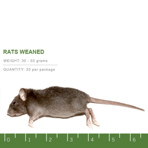 PERFECT PREY Frozen Rat Weaned - Poudre Pet and Feed Supply
