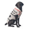 Chilly Dog Knitted Dog Sweater - XX-Large - Jackson