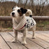 Chilly Dog Knitted Dog Sweater - XX-Large - Jackson