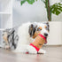 Huxley & Kent Latte My Way Dog Toy - Small