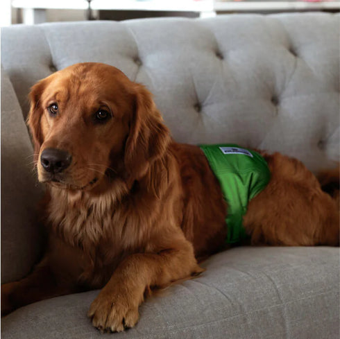 Pet Parents Washable Dog Belly Bands - X-Small - Natural - 2 Pack