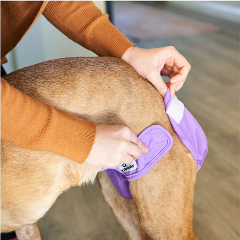 Pet Parents Washable Dog Diapers - Medium - Princess - 2 Pack