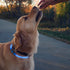 Nite Ize NiteHowl LED Light Dog Safety Collar - Green