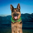 Nite Ize NiteHowl LED Light Dog Safety Collar - Green