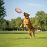 Olly Dog Super Flyer Dog Toy - Desert