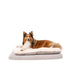 Territory Orthopedic Pillow Top Dog Bed - 42 x 28 - Khaki