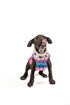 Chilly Dog Knitted Dog Sweater - XX-Large - Hot Pink Ski Bum