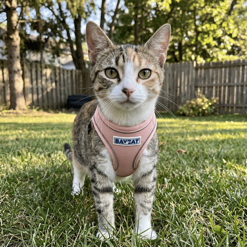 BayCat Adventure Cat Harness - Medium - Pink