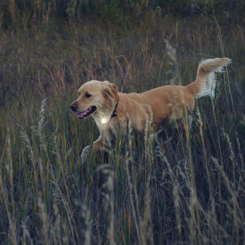 Nite Ize Spotlit Rechargeable Light Dog Collar - White