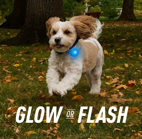 NiteIze Spotlit Rechargeable Dog/Cat Collar Light - Blue