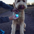 NiteIze Spotlit Rechargeable Dog/Cat Collar Light - Blue