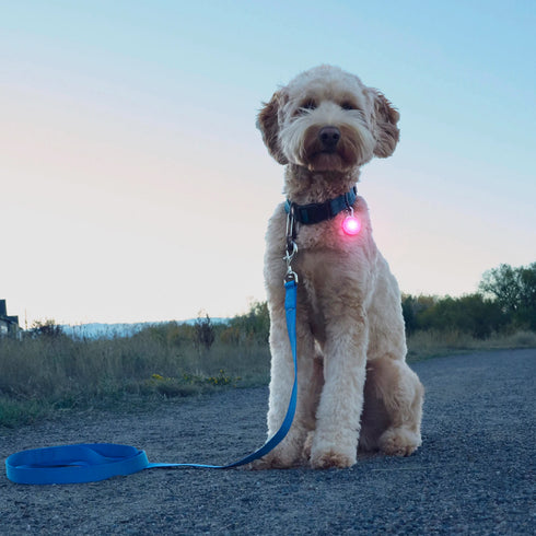 Nite Ize Spotlit Rechargeable Light Dog Collar - Pink
