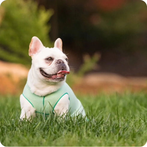 Goldpaw Sun Shield Dog & Cat Sun Protecting Tee - Pistachio - Size 8