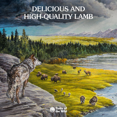 Taste of the Wild Sierra Mountain Wet Dog Food - Lamb in Gravy - 13.2oz Can