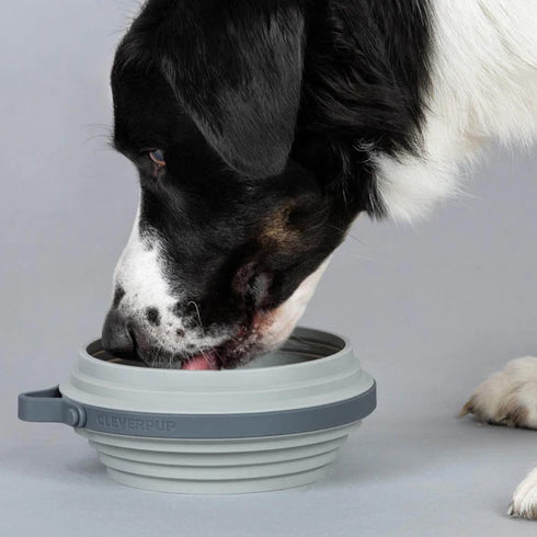 Cleverpup Nomad Collapsible Travel Dog Bowl - Large - Grey