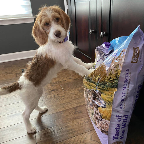 Taste of the Wild Ancient Mountain Dry Dog Food - Roasted Lamb - 14lb Bag