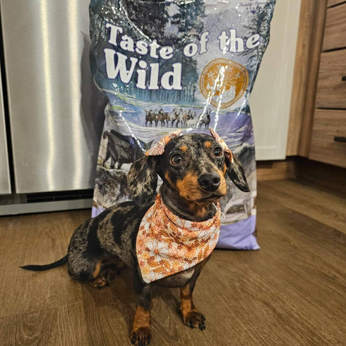 Taste of the Wild Sierra Mountain Dry Dog Food - Roasted Lamb - 28lb Bag