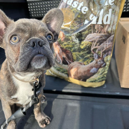 Taste of the Wild Pine Forest Dry Dog Food - Roasted Venison - 14lb Bag