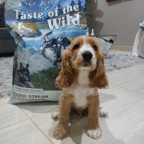 Taste of the Wild Pacific Stream Puppy Dry Dog Food - Smoke Flavored Salmon - 14lb Bag