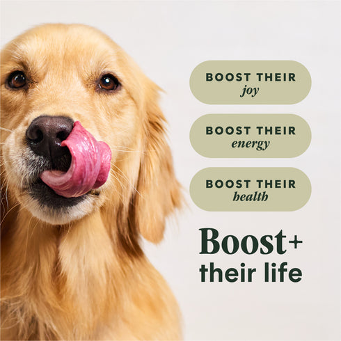 Instinct RawBoost Dry Dog Food - Real Beef - 20lb Bag