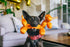 P.L.A.Y. Party Animal Balloon Buddy Plush Dog Toy