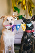 P.L.A.Y. Party Animal Tug n’ Party Banner Plush Dog Toy