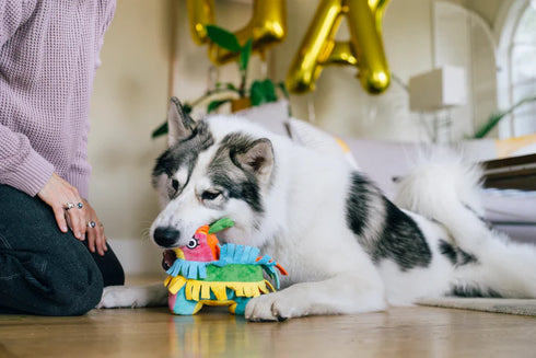 P.L.A.Y. Party Animal Fiesta Fetch Pinata Plush Dog Toy