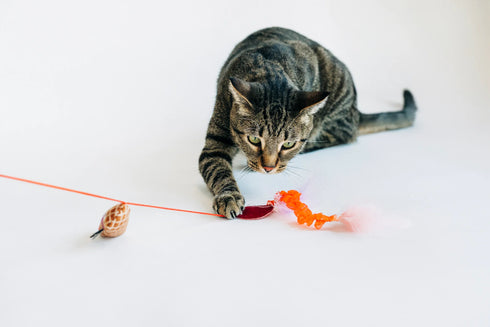 P.L.A.Y. Feline Frenzy Swatlami Wand Cat Toy