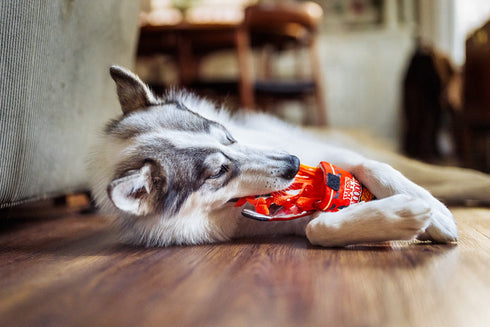 P.L.A.Y Slurp It Up Cup Noodles Dog Toy