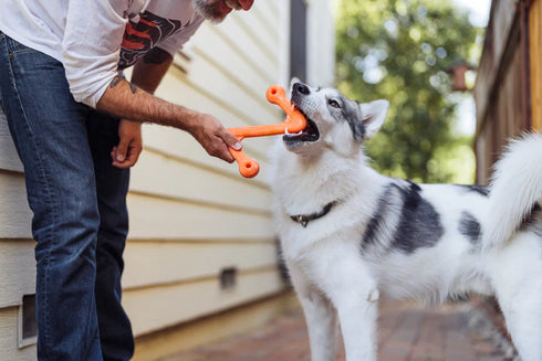 P.L.A.Y. ZoomieRex SuperZag Dog Toy - Small - Orange