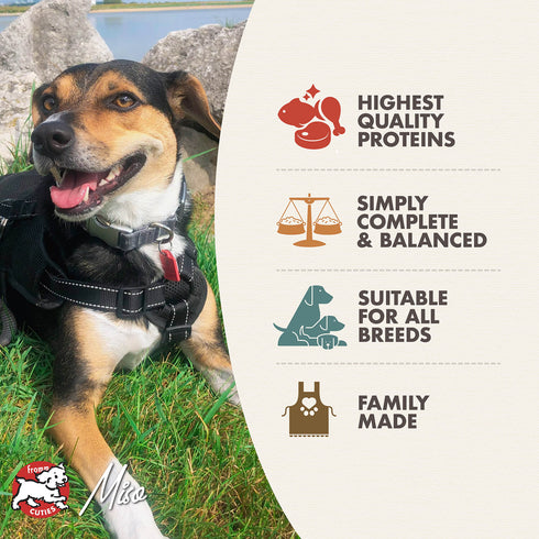 Fromm Classic Adult Wet Dog Food - Turkey & Rice - 12.5oz Can