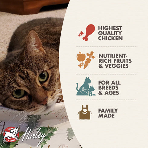 Fromm Four-Star Grain Free Dry Cat Food - Chicken au Frommage - 10lb Bag