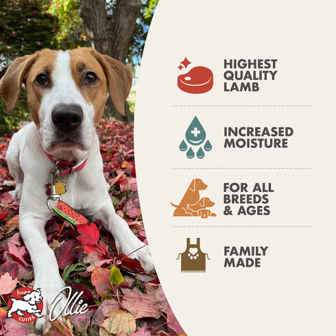 Fromm Pâté Wet Dog Food - Lamb & Sweet Potato - 12.2oz Can