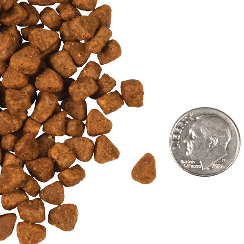 Fromm Four-Star Grain Free Dry Cat Food - Chicken au Frommage - 10lb Bag