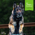 Fromm Nutritionals Mobility Dry Dog Food - Chicken & Oat - 26lb Bag