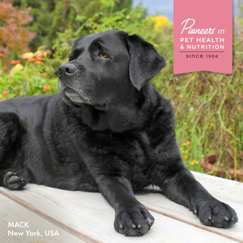 Fromm Nutritionals Sensitive Skin & Stomach Wet Dog Food - Salmon -