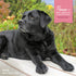 Fromm Nutritionals Sensitive Skin & Stomach Wet Dog Food - Salmon -